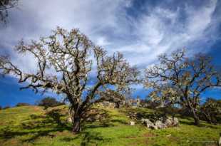 California oaks-0139.jpg California oaks-0139.jpg